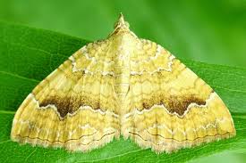 Attēlu rezultāti vaicājumam “Camptogramma bilineata”