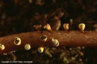 Attēlu rezultāti vaicājumam “Craterium minutum spores”