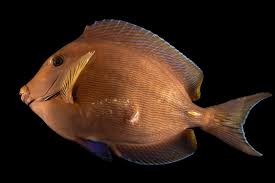 Image result for Acanthurus coeruleus