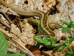 Attēlu rezultāti vaicājumam “Lacerta agilis female”