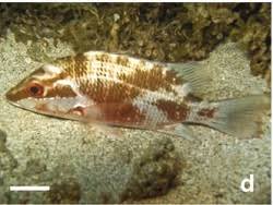 Image result for Lutjanus alexandrei