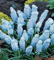 Attēlu rezultāti vaicājumam “Muscari armeniacum”