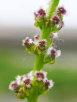 Attēlu rezultāti vaicājumam “Triglochin maritimum flower”