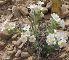 Attēlu rezultāti vaicājumam “Cribraria oregana macro”