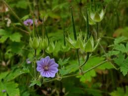 Attēlu rezultāti vaicājumam “Geranium bohemicum”
