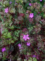 Attēlu rezultāti vaicājumam “Geranium robertianum flower”