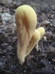 Attēlu rezultāti vaicājumam “Clavariadelphus pistillaris”