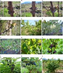 Attēlu rezultāti vaicājumam “Lonicera xylosteum bud”