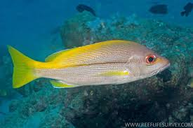 Image result for Lutjanus alexandrei