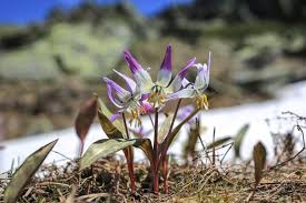 Attēlu rezultāti vaicājumam “Erythronium sibiricum”