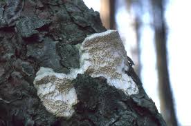 Attēlu rezultāti vaicājumam “Diplomitoporus flavescens”