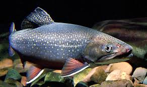 Image result for Salvelinus fontinalis