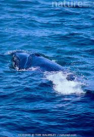 Image result for Balaenoptera borealis