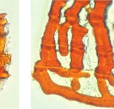 Attēlu rezultāti vaicājumam “Cinclidotus danubicus cells”