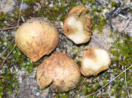 Attēlu rezultāti vaicājumam “Rhizopogon luteolus”