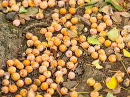 Attēlu rezultāti vaicājumam “Ginkgo biloba fruit”