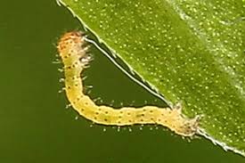 Attēlu rezultāti vaicājumam “Lampropteryx suffumata”