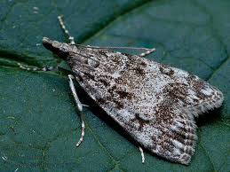 Attēlu rezultāti vaicājumam “Stemonitopsis subcaespitosa macro”