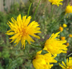 Attēlu rezultāti vaicājumam “Crepis biennis leaf”
