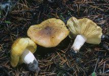 Attēlu rezultāti vaicājumam “Trichia flavicoma stalked”