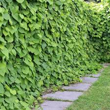 Attēlu rezultāti vaicājumam “Aristolochia durior leaf”