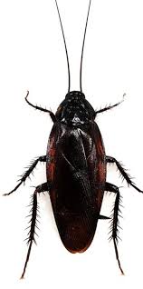 Image result for ゴキブリ報告所