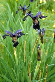 Attēlu rezultāti vaicājumam “Iridaceae”