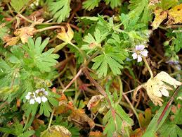 Attēlu rezultāti vaicājumam “Geranium pusillum leaf”