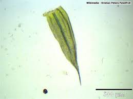 Attēlu rezultāti vaicājumam “Homalothecium sericeum”