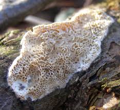 Attēlu rezultāti vaicājumam “Antrodia albida”