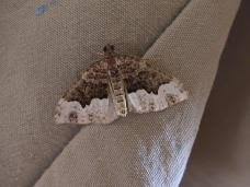 Attēlu rezultāti vaicājumam “Spargania luctuata”