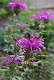 Image result for Monarda didyma