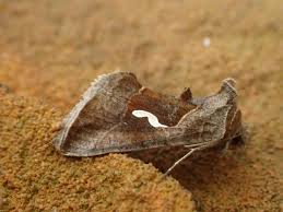 Attēlu rezultāti vaicājumam “Aphis confusa”