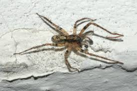 Attēlu rezultāti vaicājumam “Anyphaena accentuata male”