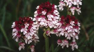 Attēlu rezultāti vaicājumam “Orchis ustulata”