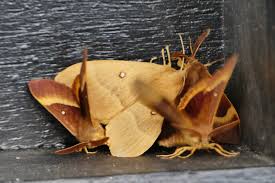 Attēlu rezultāti vaicājumam “Lasiocampa quercus imago”