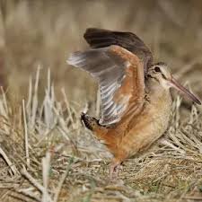 Attēlu rezultāti vaicājumam “Scolopax rusticola nest”