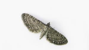 Attēlu rezultāti vaicājumam “Eupithecia satyrata”