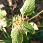 Attēlu rezultāti vaicājumam “Galeopsis tetrahit leaf”