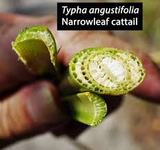 Attēlu rezultāti vaicājumam “Typha latifolia leaf”