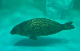 Image result for Pusa hispida