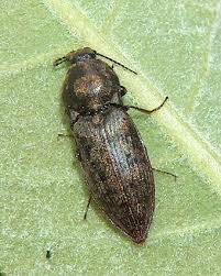 Attēlu rezultāti vaicājumam “Prosternon tessellatum”