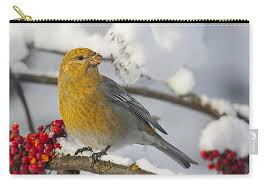 Attēlu rezultāti vaicājumam “Pinicola enucleator”