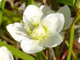 Attēlu rezultāti vaicājumam “Parnassia palustris flower”