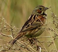Image result for Emberiza fucata