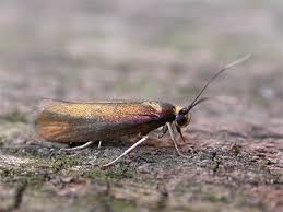 Attēlu rezultāti vaicājumam “Roeslerstammia erxlebella”