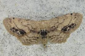 Attēlu rezultāti vaicājumam “Idaea dimidiata”