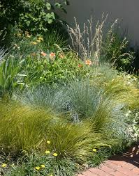 Attēlu rezultāti vaicājumam “Helictotrichon pratense”