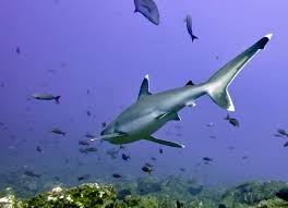 Image result for Carcharhinus albimarginatus