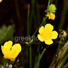 Attēlu rezultāti vaicājumam “Ranunculus polyanthemos”